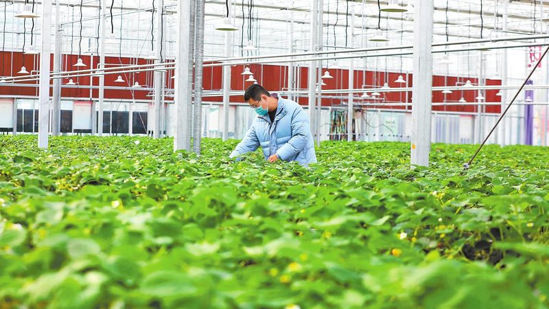 农村合作社的运营模式：构建现代农业的基石