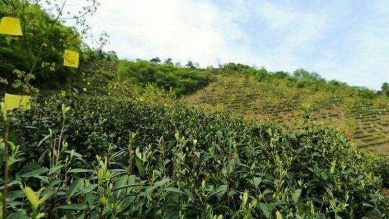 果蔬配送加盟的坑，从选错供应链开始