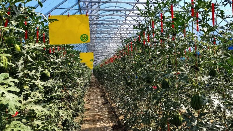 云南农业种植技术培训：线上线下融合，助力丰收之路