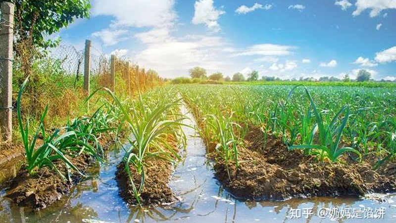 食品企业绿色认证：了解费用与价值