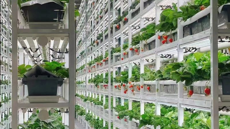 绿色食品标签加盟代理：揭秘绿色食品产业链的“通行证